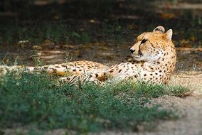 Cheetah is resting on the ground