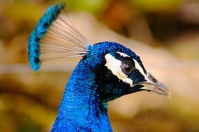 Blue peacock's elegant head close-up