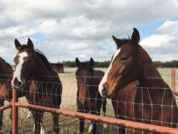 Horses behind the fence