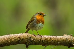 Redbreast Bird