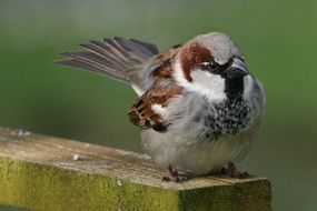 pretty sparrow sperling bird songbird