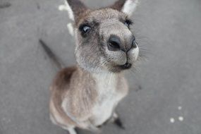 little gray kangaroo