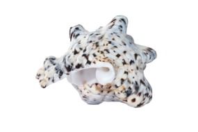 souvenir in the form of seashells on a white background