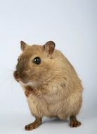 cute domestic rodent