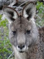Kangaroo head on green plants background