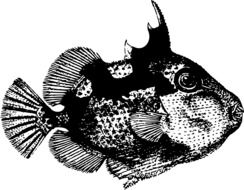 black and white image of a tropical fish