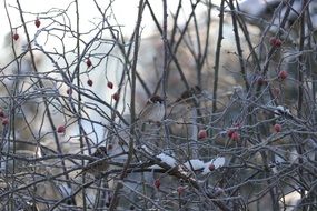 Sparrow on a bush of a wild rose in the winter