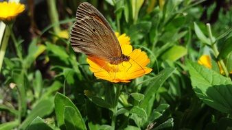 Marigold Butterfly