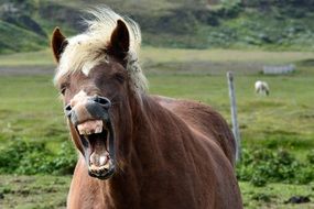 icelandic pony with open mouth