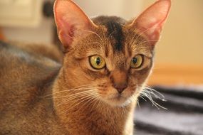 red eared cat