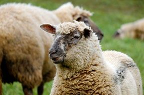 flock of sheep on a green pasture in agriculture