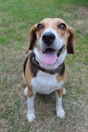portrait of Cute Brown dog Pet
