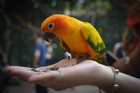 exotic parrot on hand palm