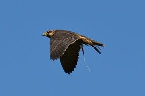 Falcon in Flight