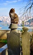 Istanbul Loti Cat