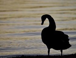 gorgeous swan silhouette in the evening