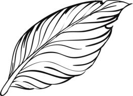 feather, black and white drawing