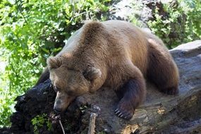 european brown bear on a log