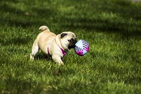 cute pug is playing ball