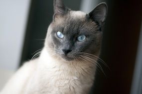 Siamese cat with blue eyes looking straight