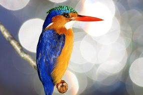 Kingfisher Alcedo bird