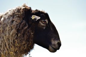 portrait of sheep with black fur against the blue sky