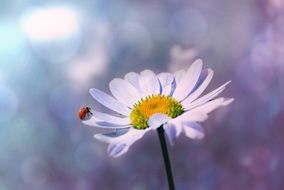 small red ladybug on a large daisy