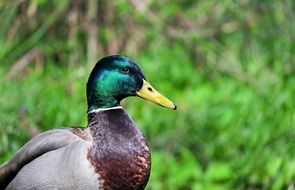 drake with beautiful feathers