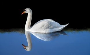 white swan reflected in blue water