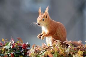 red squirrel on forest foliage