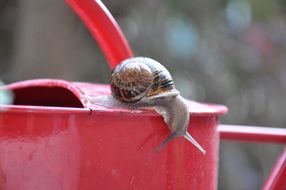 snail on a red watering can