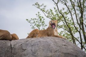 a lioness yawns