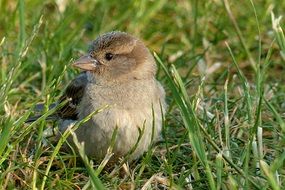 Picture of the young Sparrow