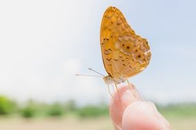 Butterfly on the finger close-up on blurred background