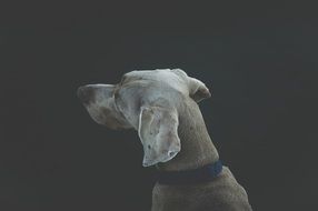 rear view of a dog on black