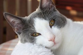 portrait of a white cat with gray ears