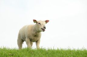 Alone Sheep on a livestock