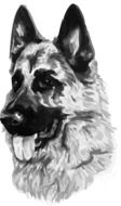 drawing of a german shepherd