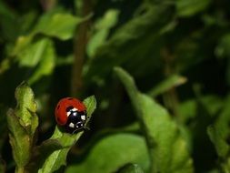 Tender Ladybug