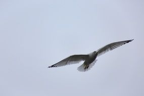 white seagull high in the sky