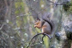 photo of the squirrel in the wildlife