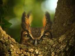 great horned owl in wildlife close-up on blurred background