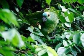 Green parrot on a tree