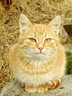 Yellow stubentieger cat