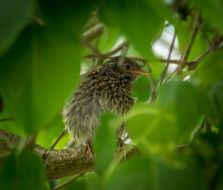 Beautiful and colorful bird among the leaves
