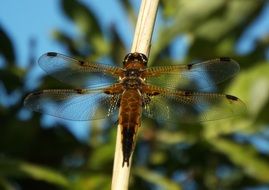 brown dragonfly on a plant stem