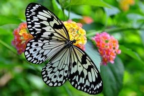 the Malabar tree nymph is a large butterfly found in peninsular India