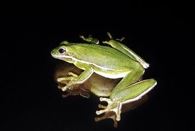green Frog on black surface