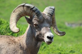 Big Horn Sheep