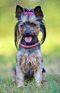 yorkshire terrier as a beauty